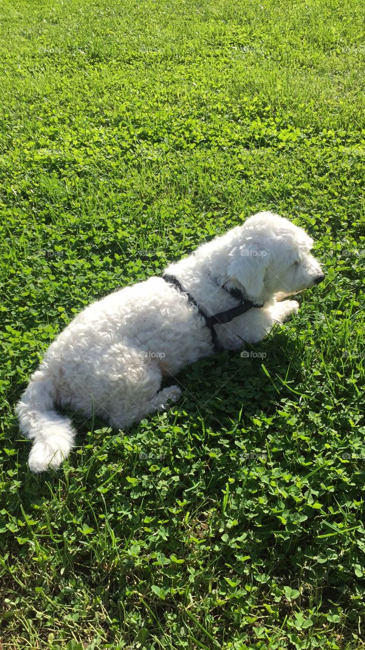 Teddy between the clovers