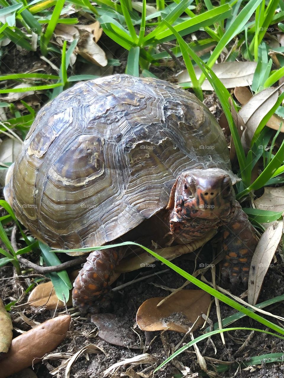 The little box turtle did make it to the grass off the road!