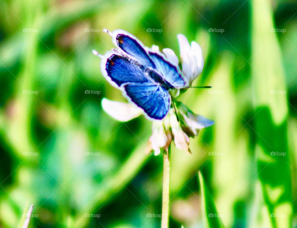 Butterflies Fly Away - a blue butterfly with wings spread wide on white clover in a sunny meadow