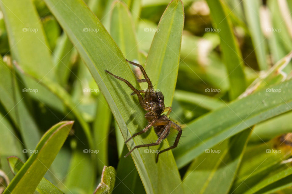 spider on a blade of grass