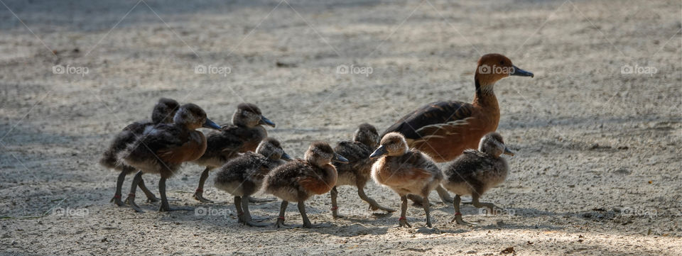 Duck and ducklings.