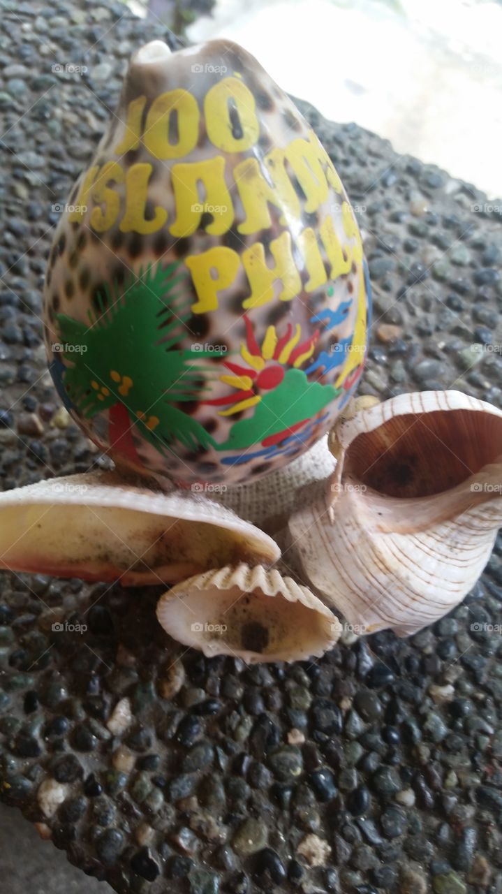 sea shell