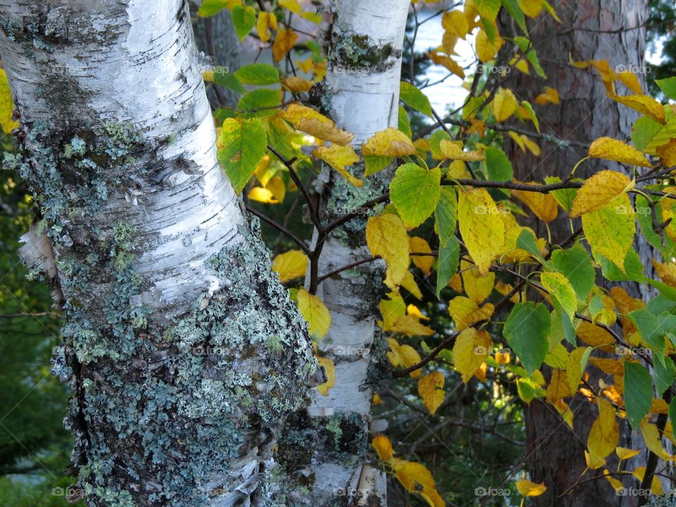 Birch tree detail. Birch tree detail