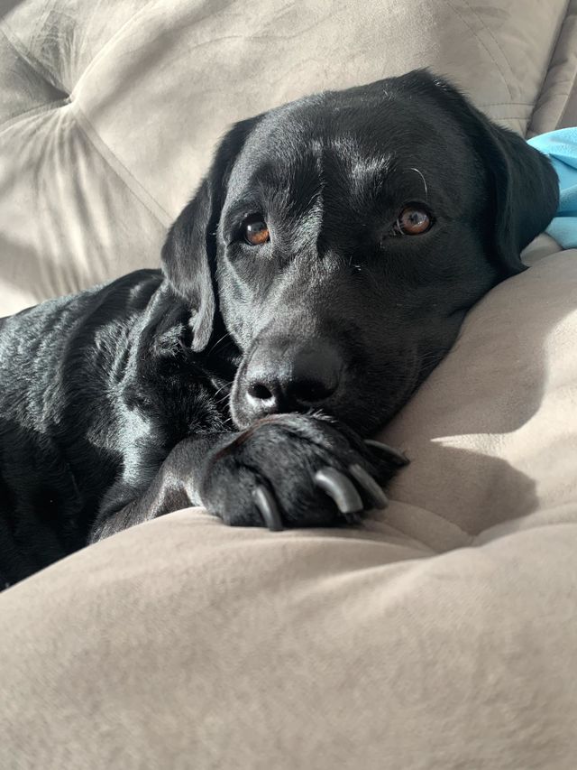 My dog Frida