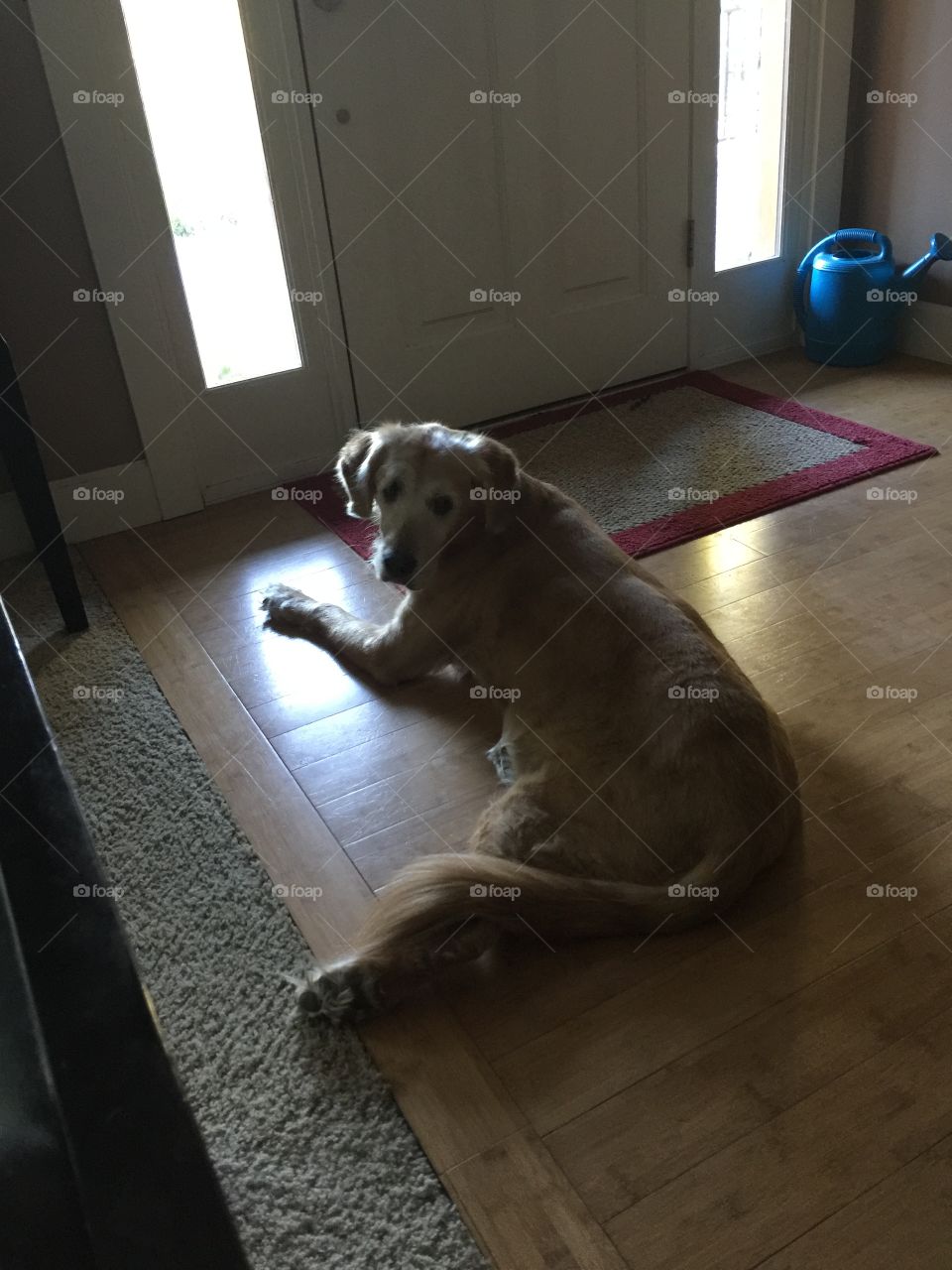 Waiting for Daddy. My 13-yr old Golden Retriever waiting for her Dad to come home from work 