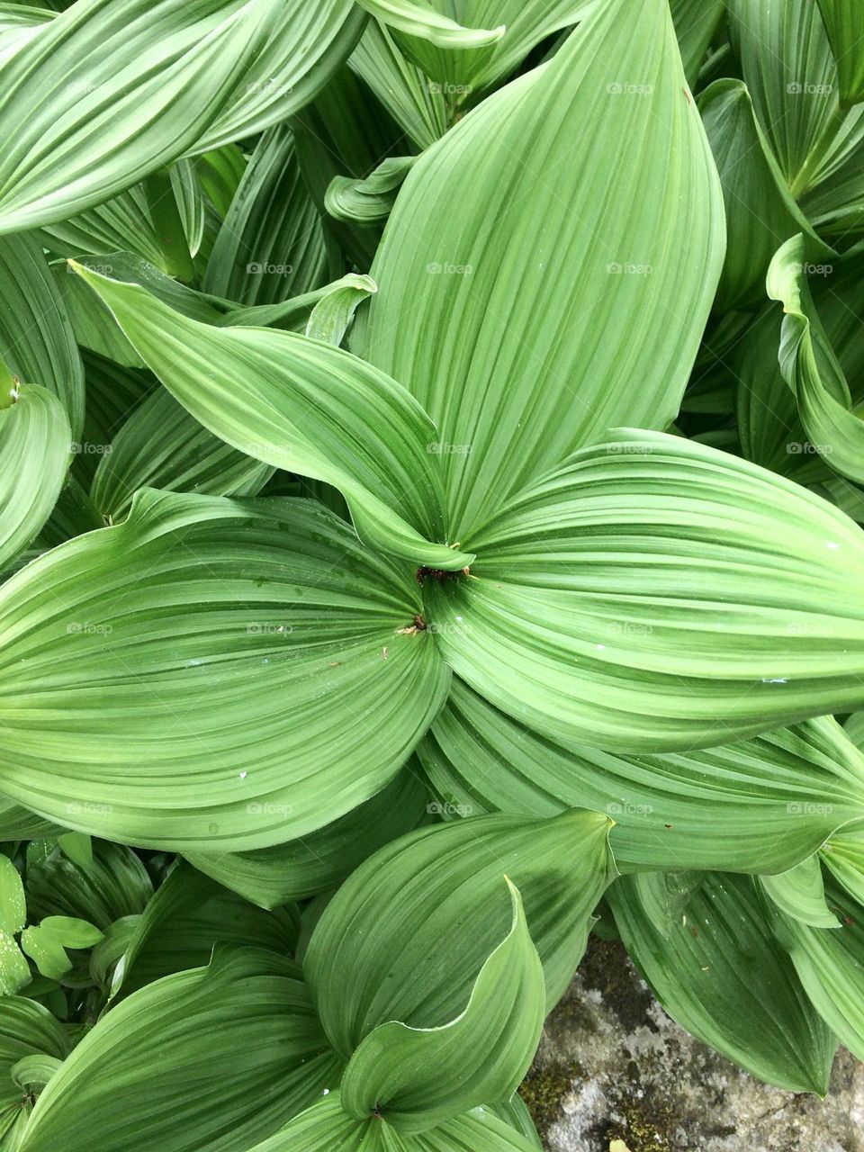 Plant in the botanic garden 