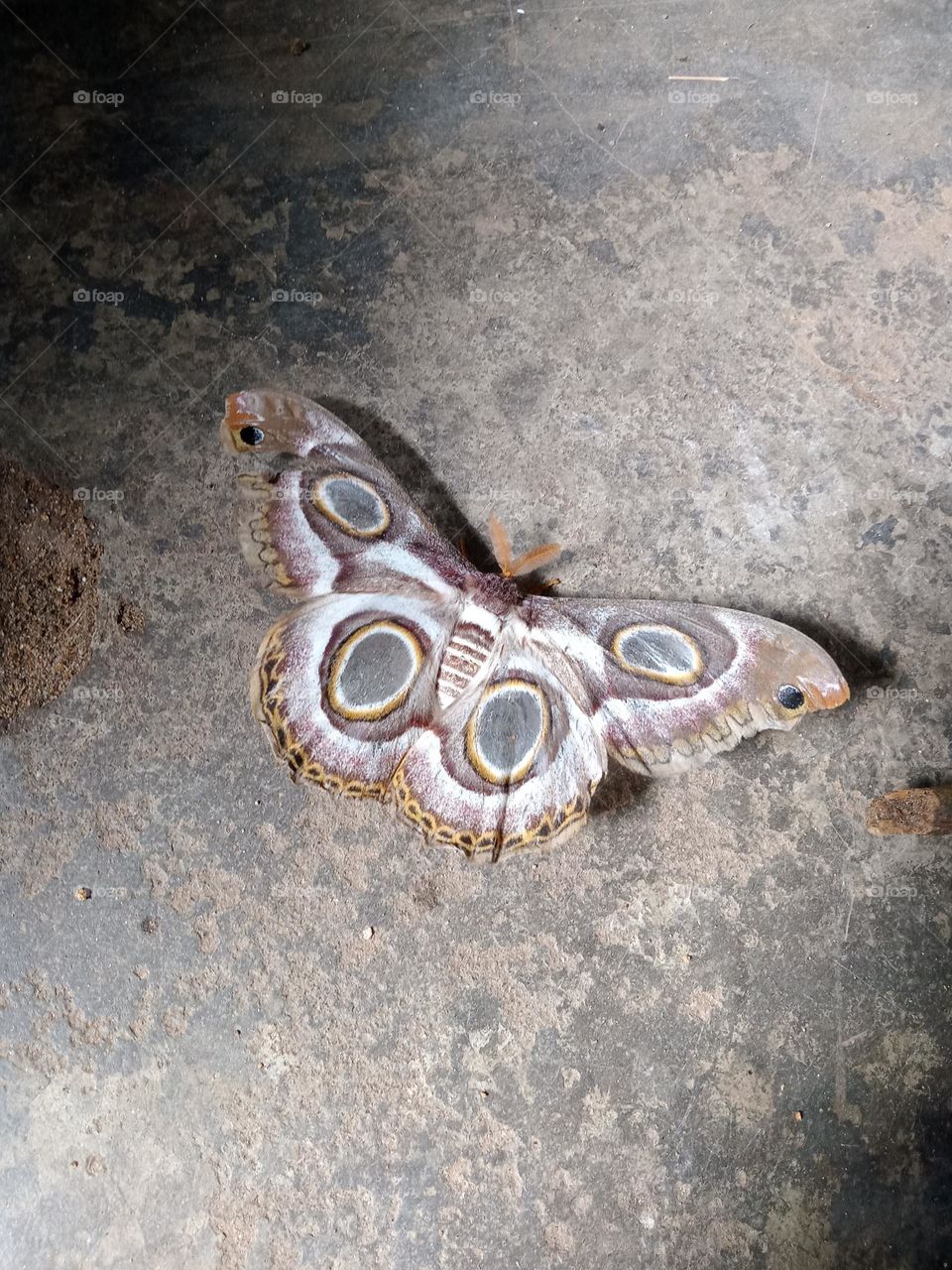 Moth