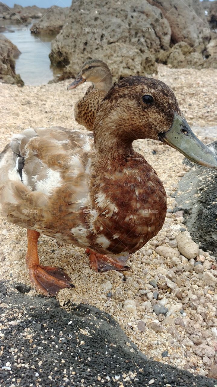 beach duck