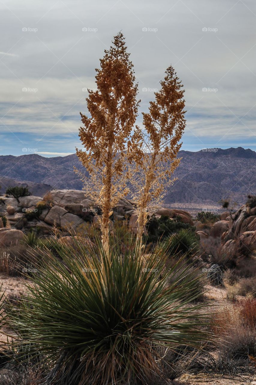 The vast landscape of the desert of Joshua Tree National Park with its desolate beauty and fascinating namesake trees, with its stunning desert plants and rock formations 