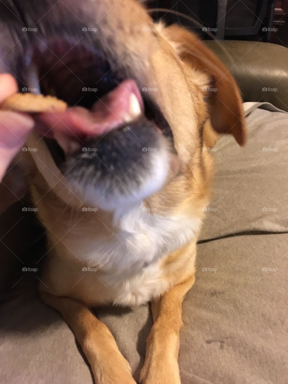 Dog mouth getting a cookie snack...yum!