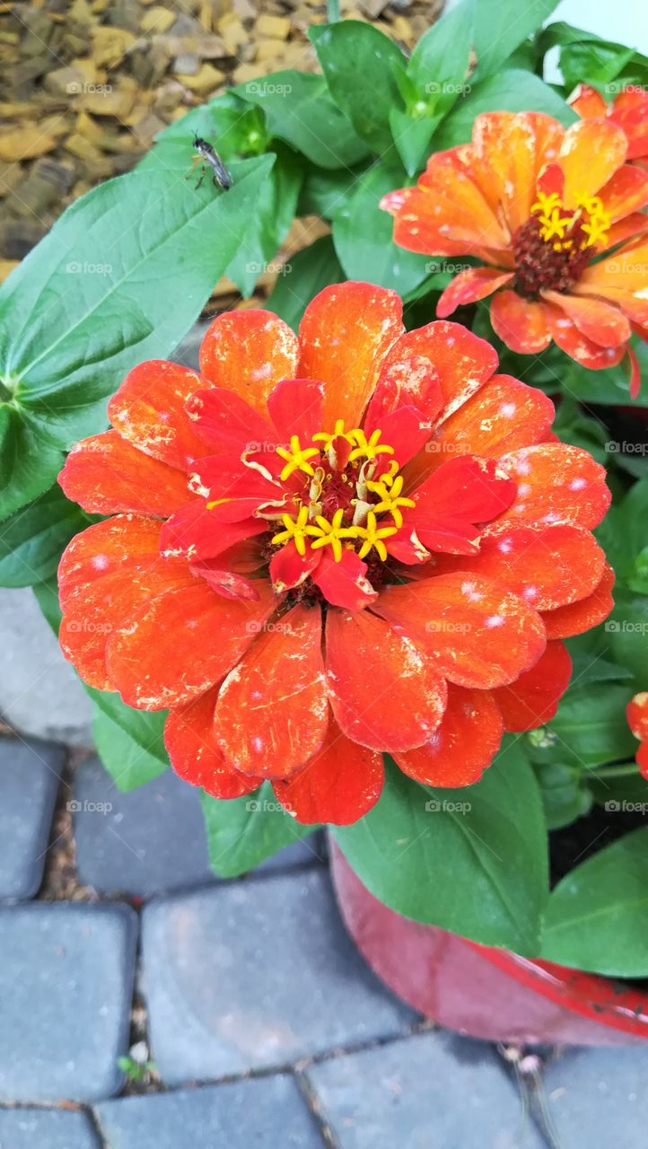 Red flower with some yellow and white colors