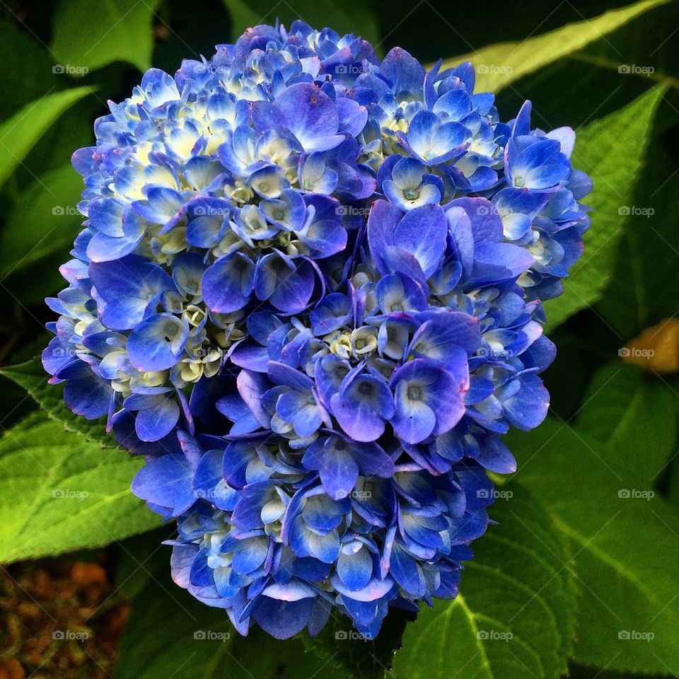 Bluest hydrangea  