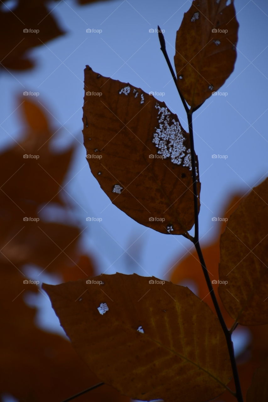 Beautiful Decay | Foliage