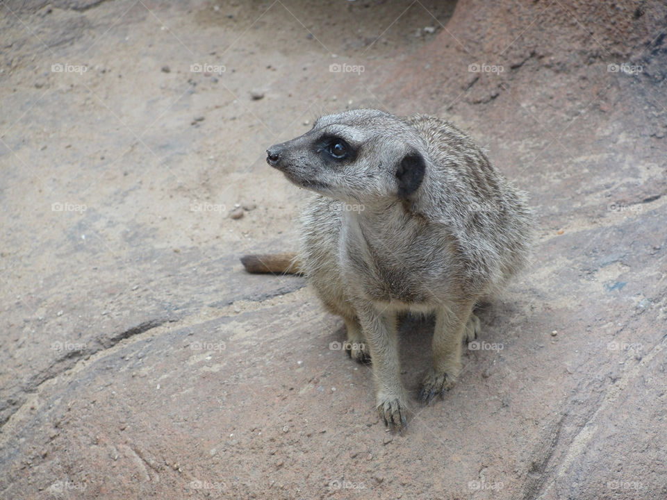 park animal mammals zoo by carinafox5