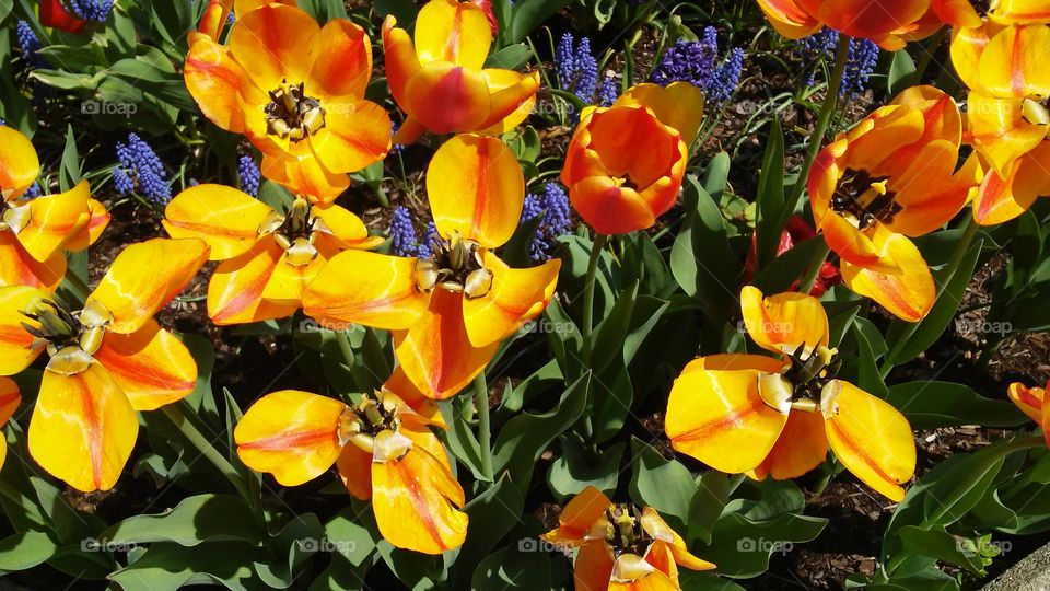 spring. flowers. beauty