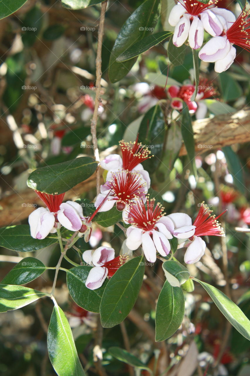 Pineapple Guava Flowers with Red Stamens is accompanied with evergreen, thick, leathery leaves 