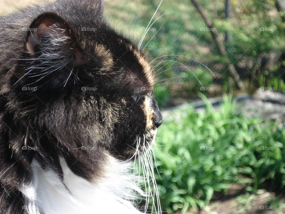 Calico Cat profile, overlooking garden in sunlit spot. Sun shining on long hair Calico kitty🐾
