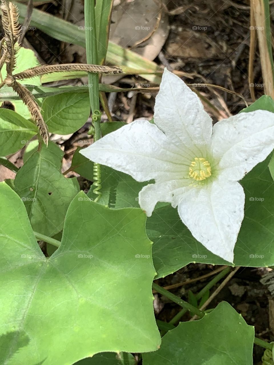 Portrait of a plants.