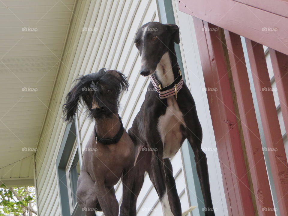 Chinese crested and Galgo keeping watch