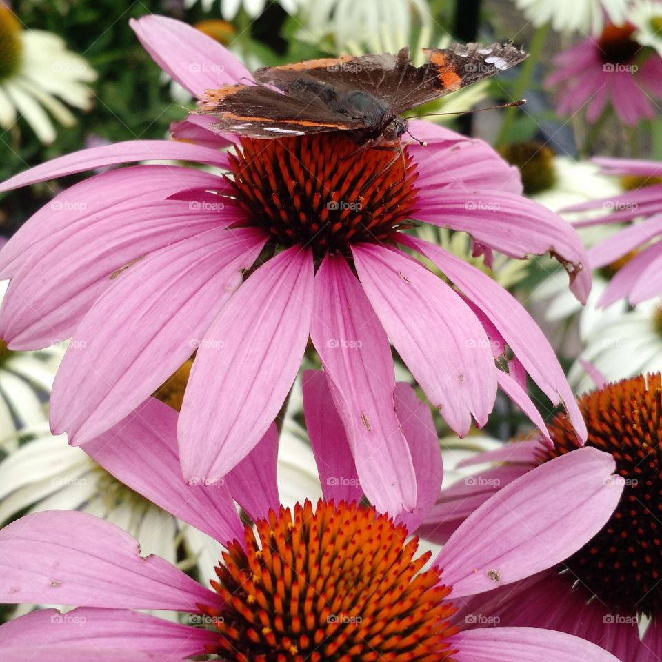 cone flower visitor. yard