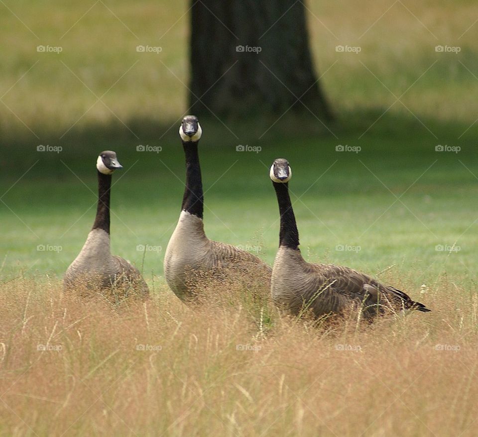 Three geese