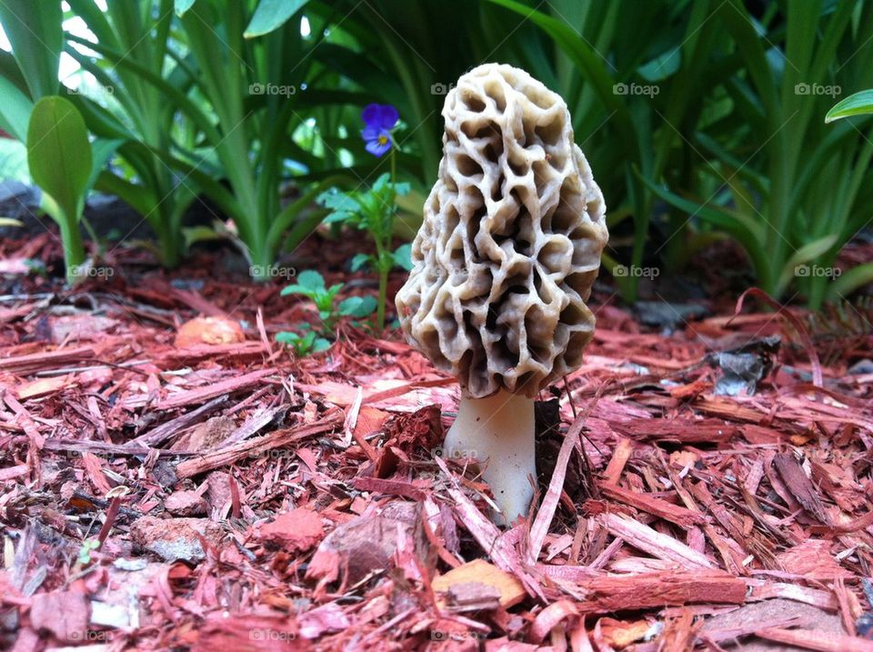Mushroom fungi up close 