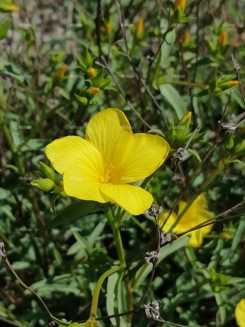 Wildflowers