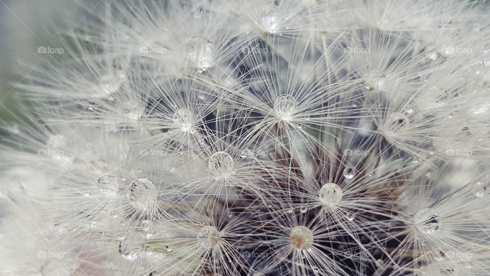 Water dropplets on dandelion