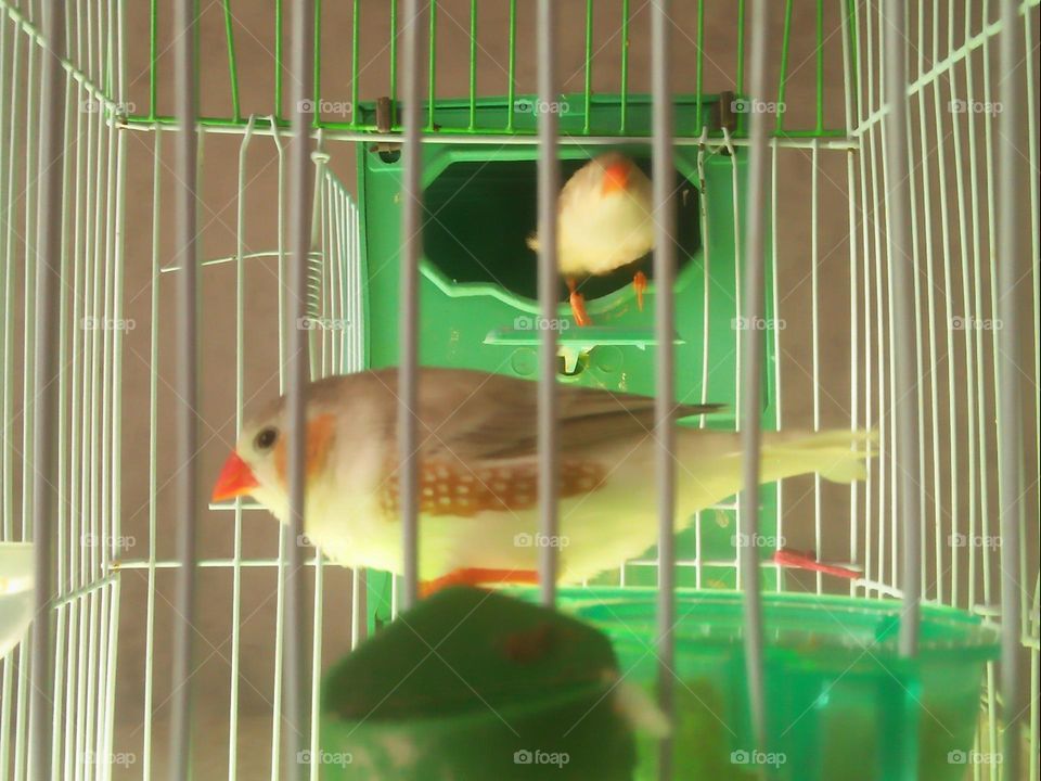  Colored birds inside the cage