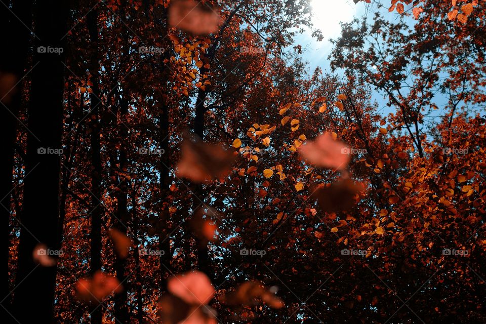 Autumn view of trees up