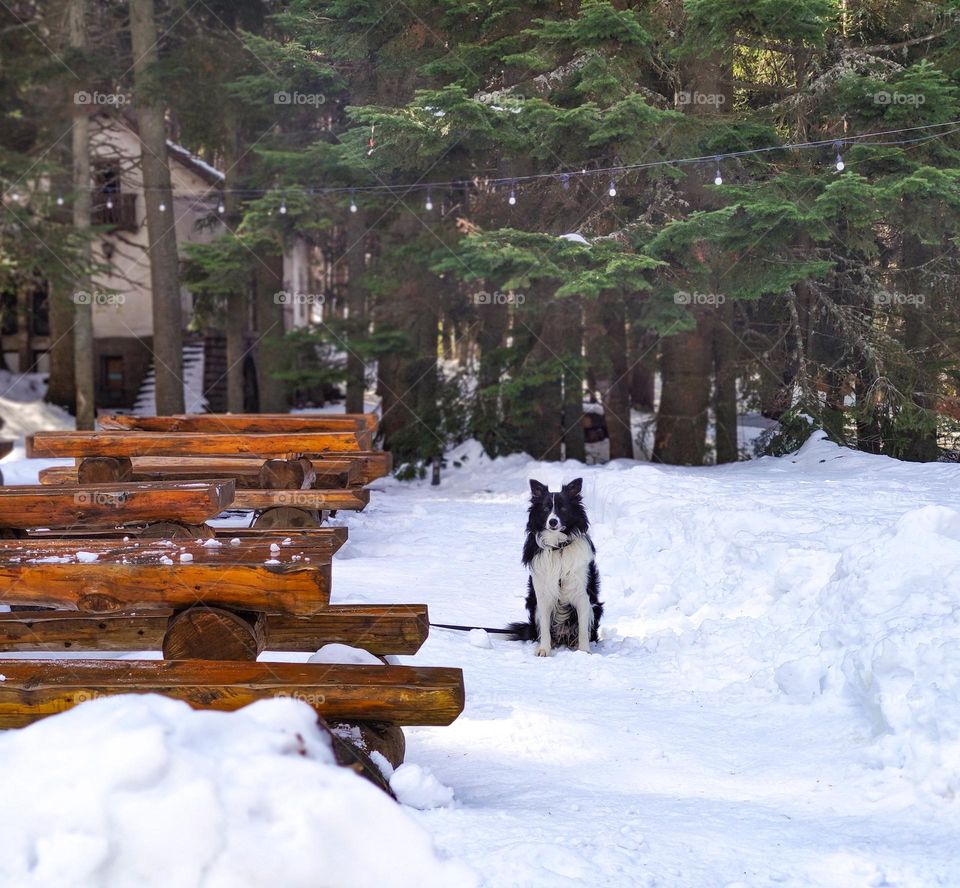 A dog keeper in the snow