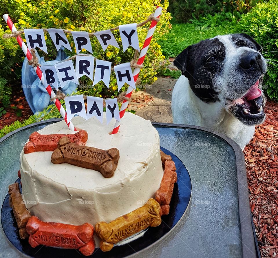 Hungry dog waits for birthday cake