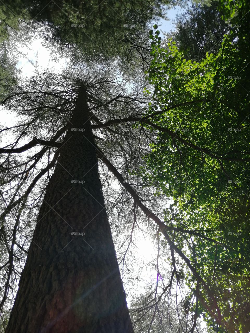 Beautiful Cedrus plant is a genus of coniferous trees in the plant family Pinaceae. They are native to the mountains of the western Himalayas and the Mediterranean region.