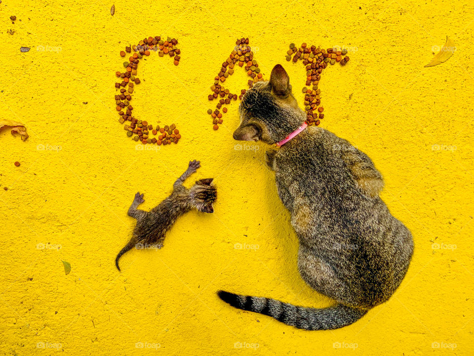 Two cats in a yellow background. Writing cat with dry food 