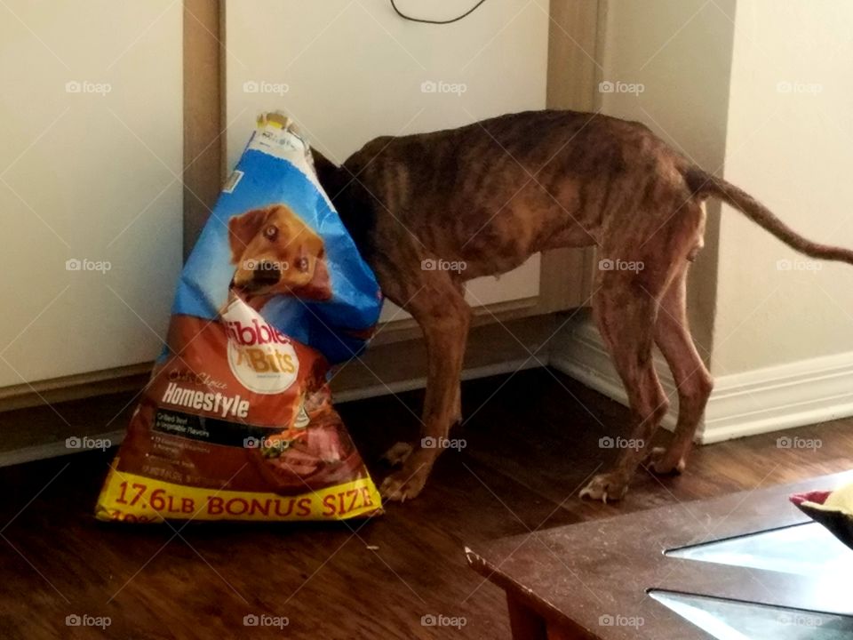 She said, "This is all mine now." When your Pitbull decides she was hungry and got into the bag of dog food herself. Well, at least she's self sufficient.