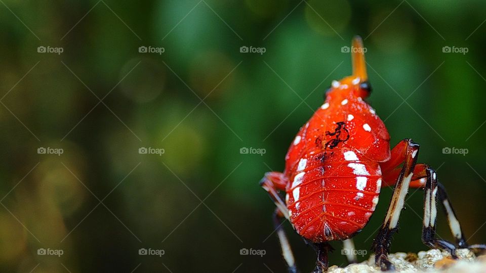 Spotted lanternfly