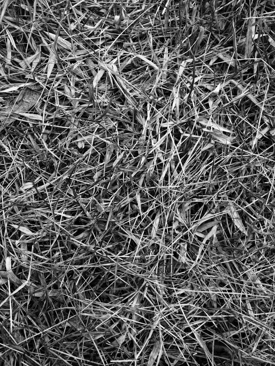 Texture grasses
