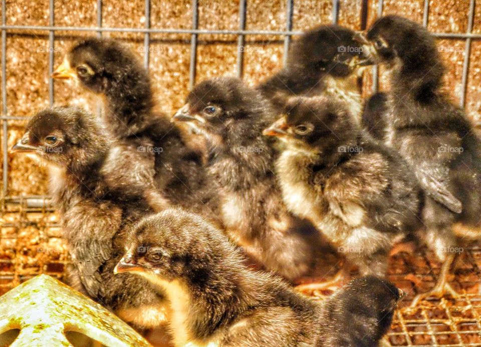 Newly Hatched Chicks In Incubator. Chicken Hatchlings At The Farm
