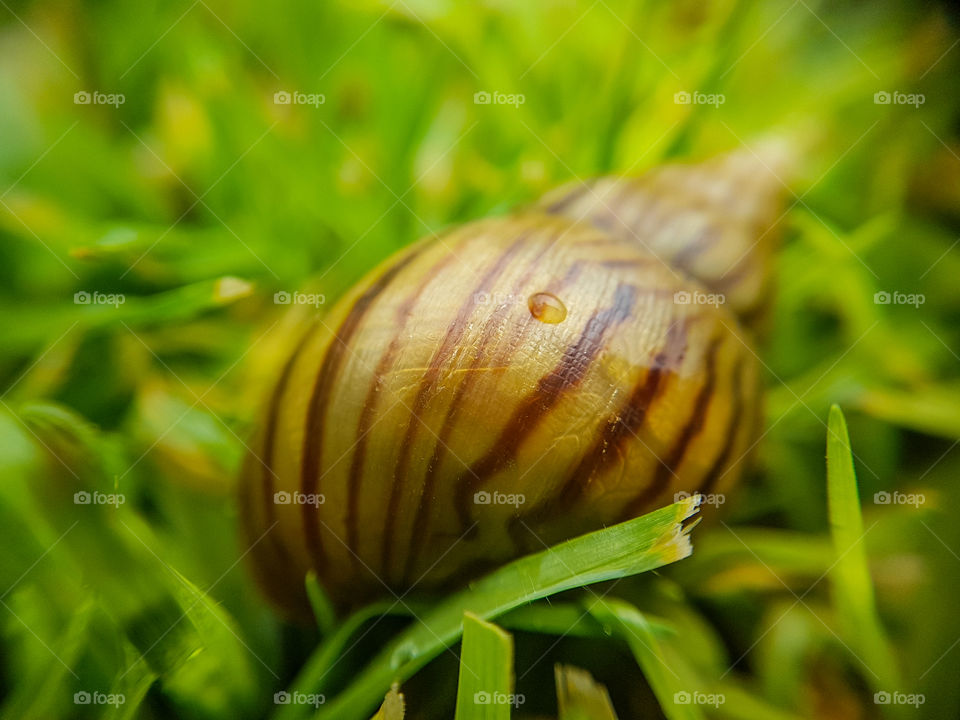 stripes on a snail shell