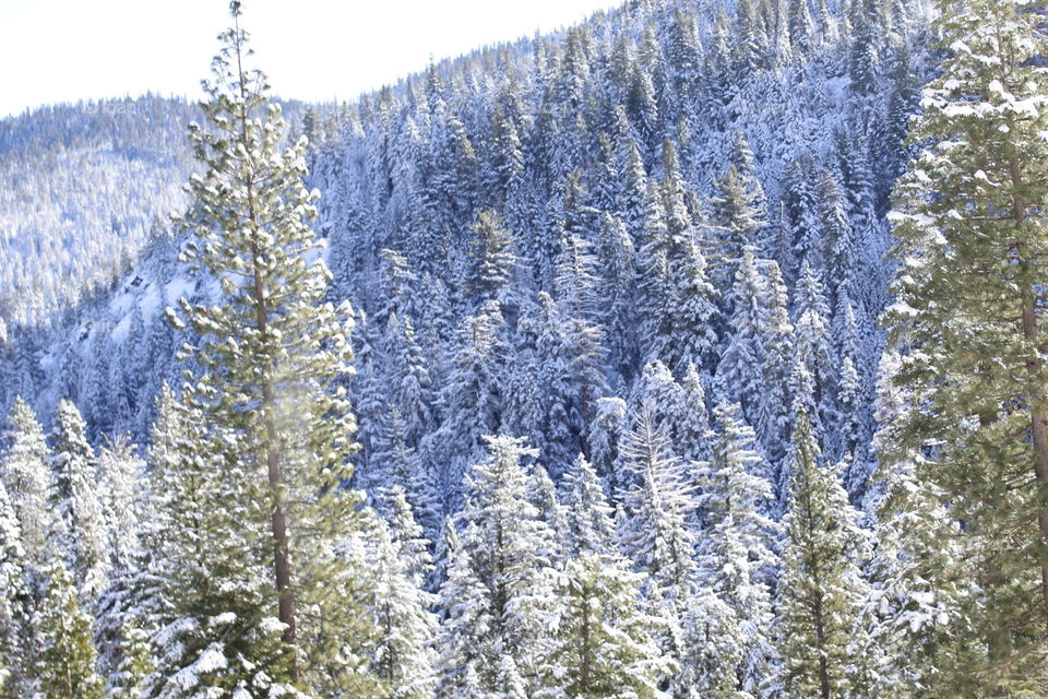 Frozen trees during winter