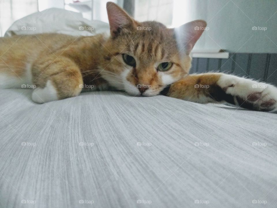 cat laying down in bed