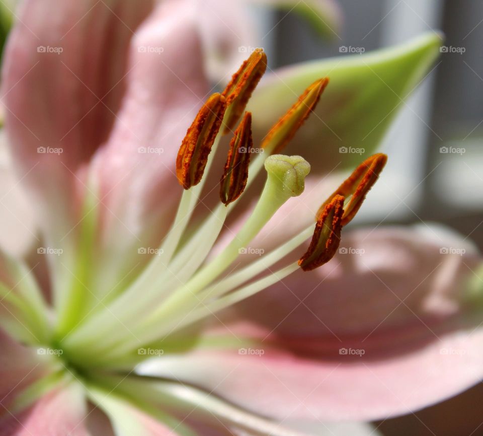 pink lily pollens