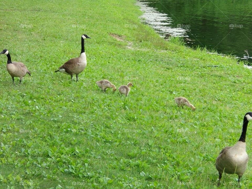 Geese in a park