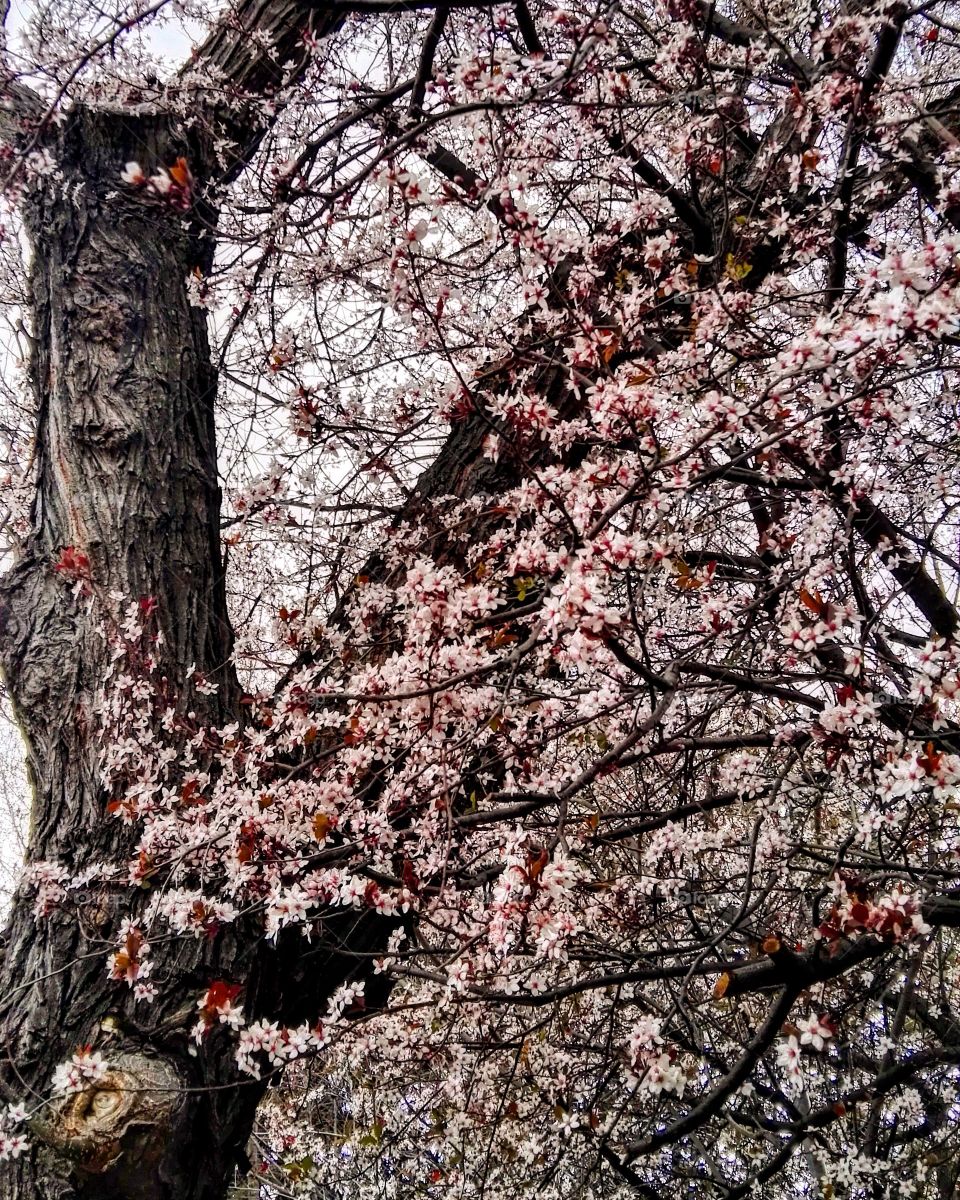 cherry blossom, spring showing its beautiful strengh