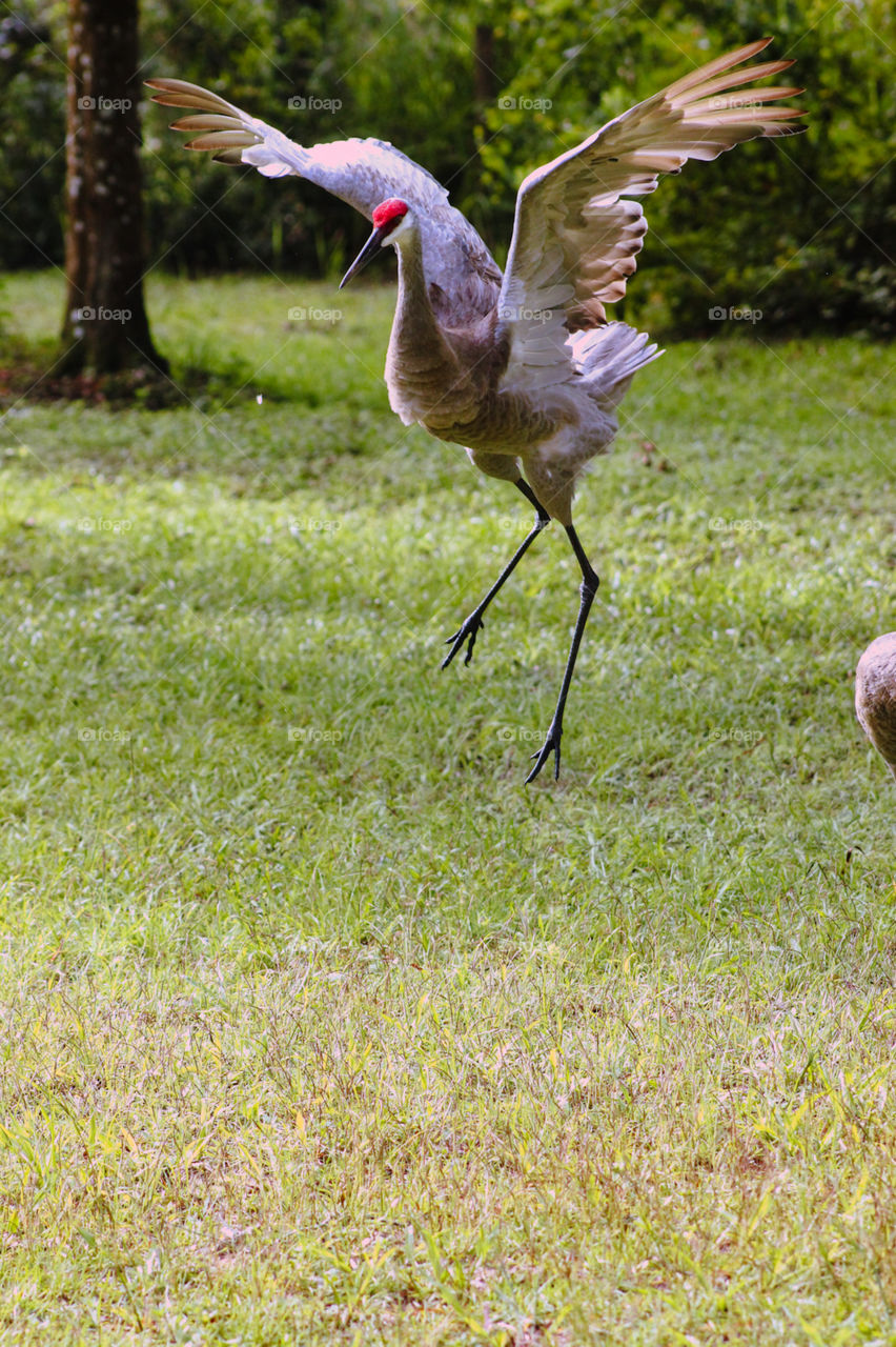 Sandhill Crane in central Florida doing a mating dance. cauthen in the aur jumping with wing spread.