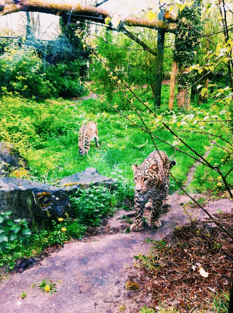 Leopards