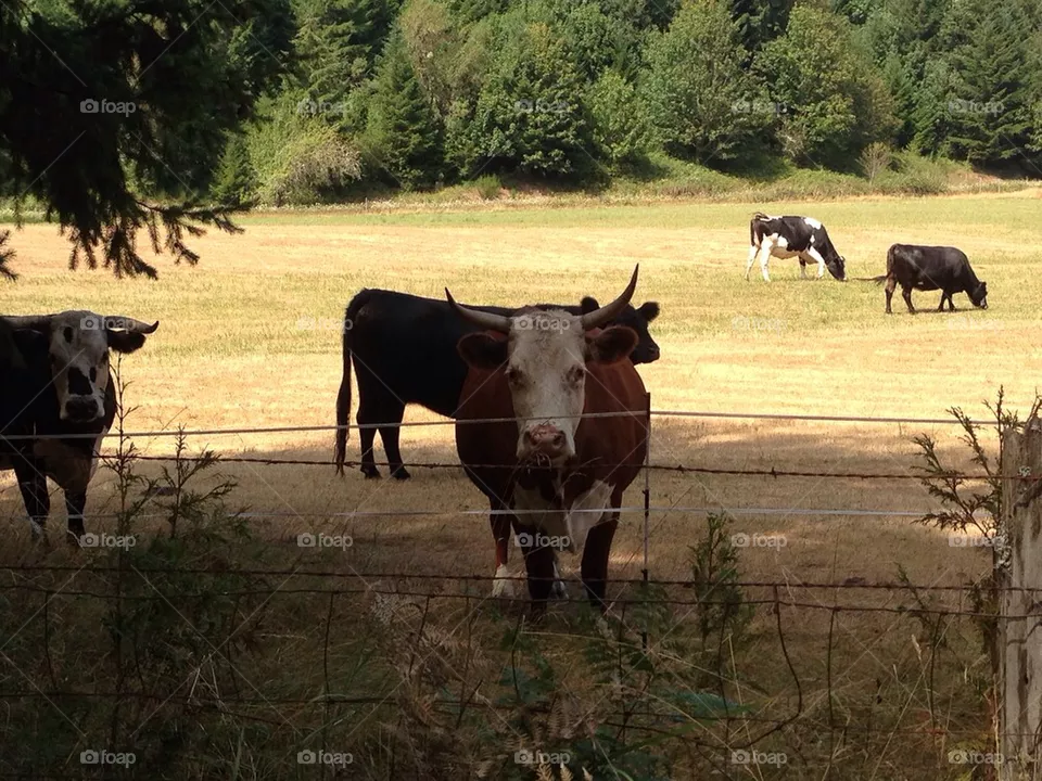 Bull