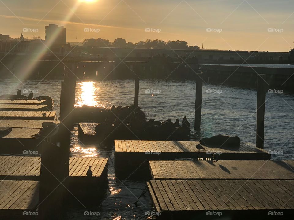 Sunset over the harbour with the sea lions chilling out and getting last bit of sun