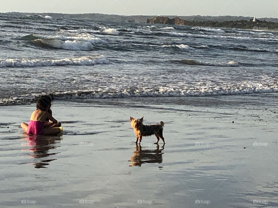 Tiny beach dog in Costa Rica 