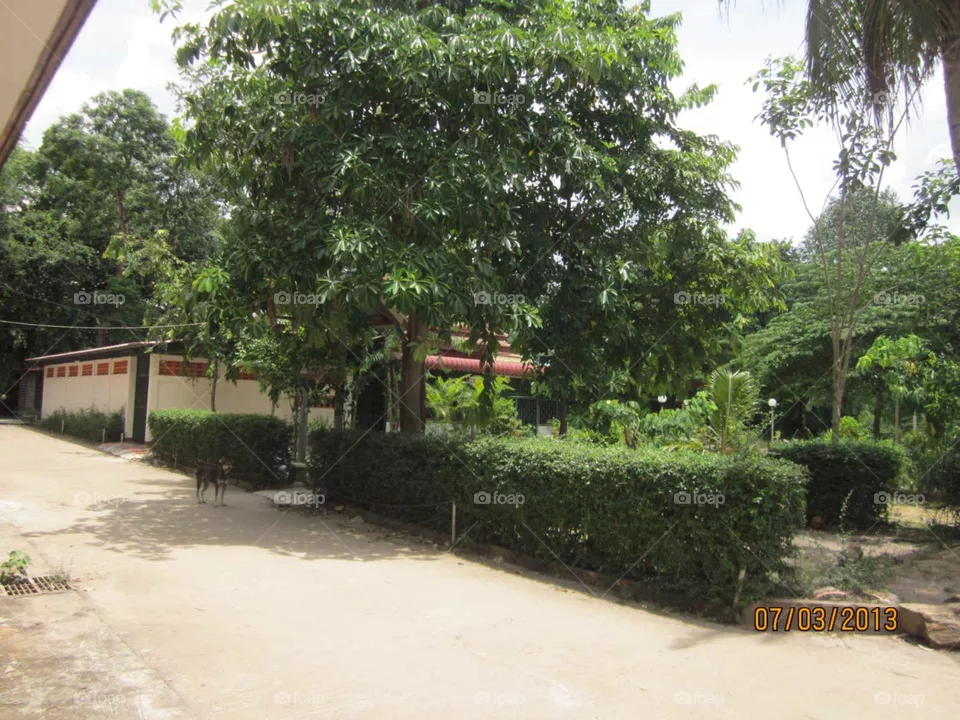 tree